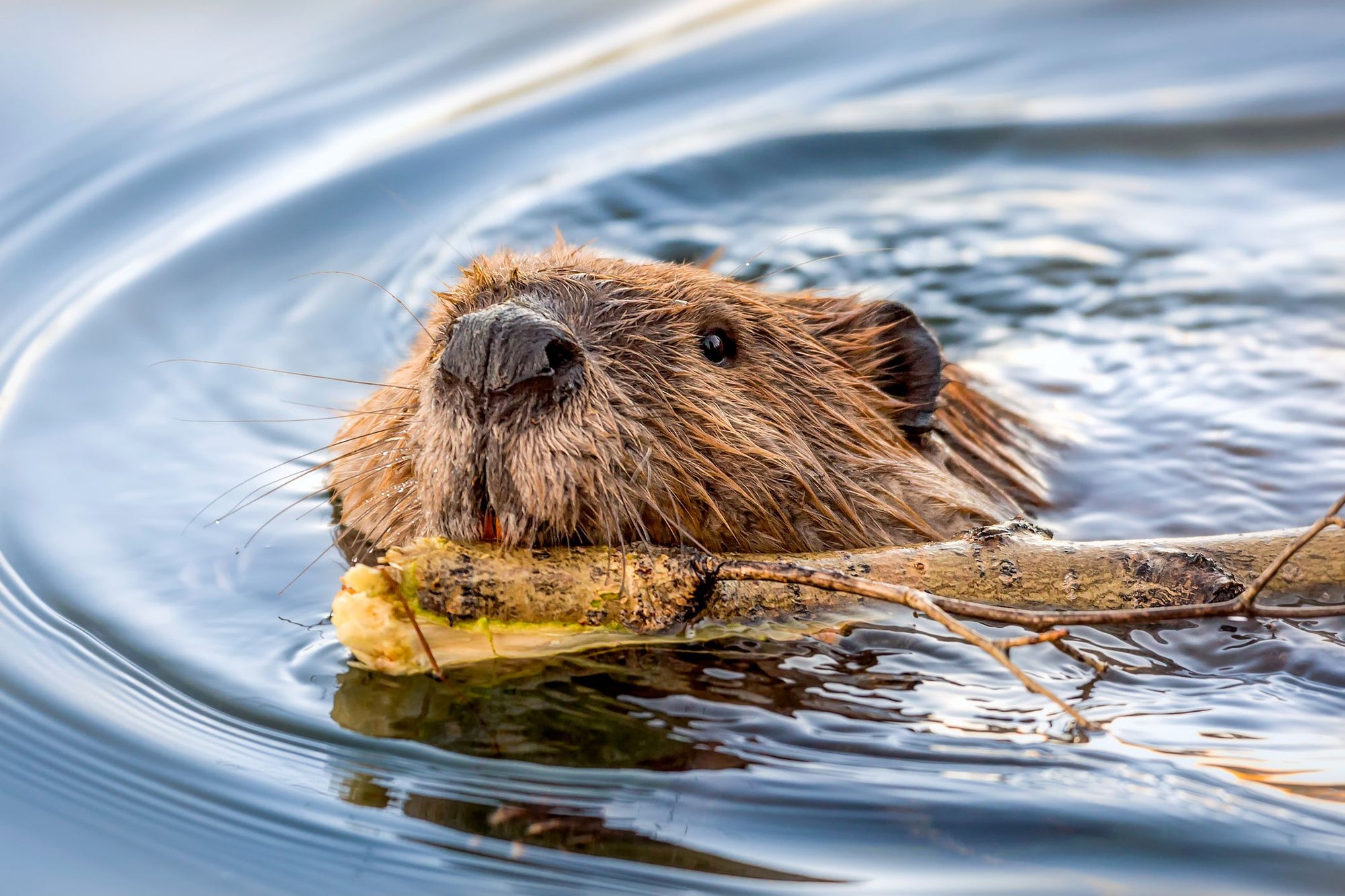 Rewilding Britain - Making an Impact