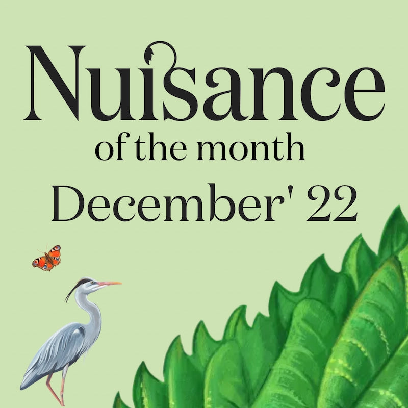 Cover Image for the Nuisance drink's monthly series "Nuisance of the month"- December edition