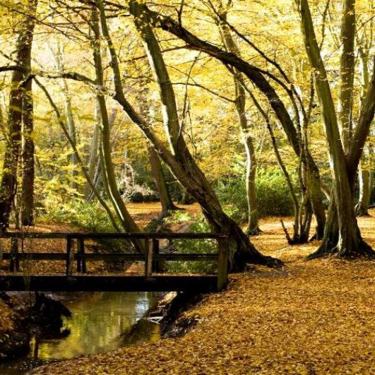 Image of Epping forest in Autumn, from the best walks around London article written by Nuisance Drinks