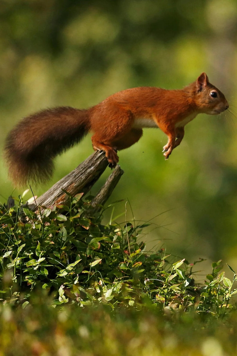 Nuisance Drinks donate 1% of sales to sustainability company, Rewilding Britain.