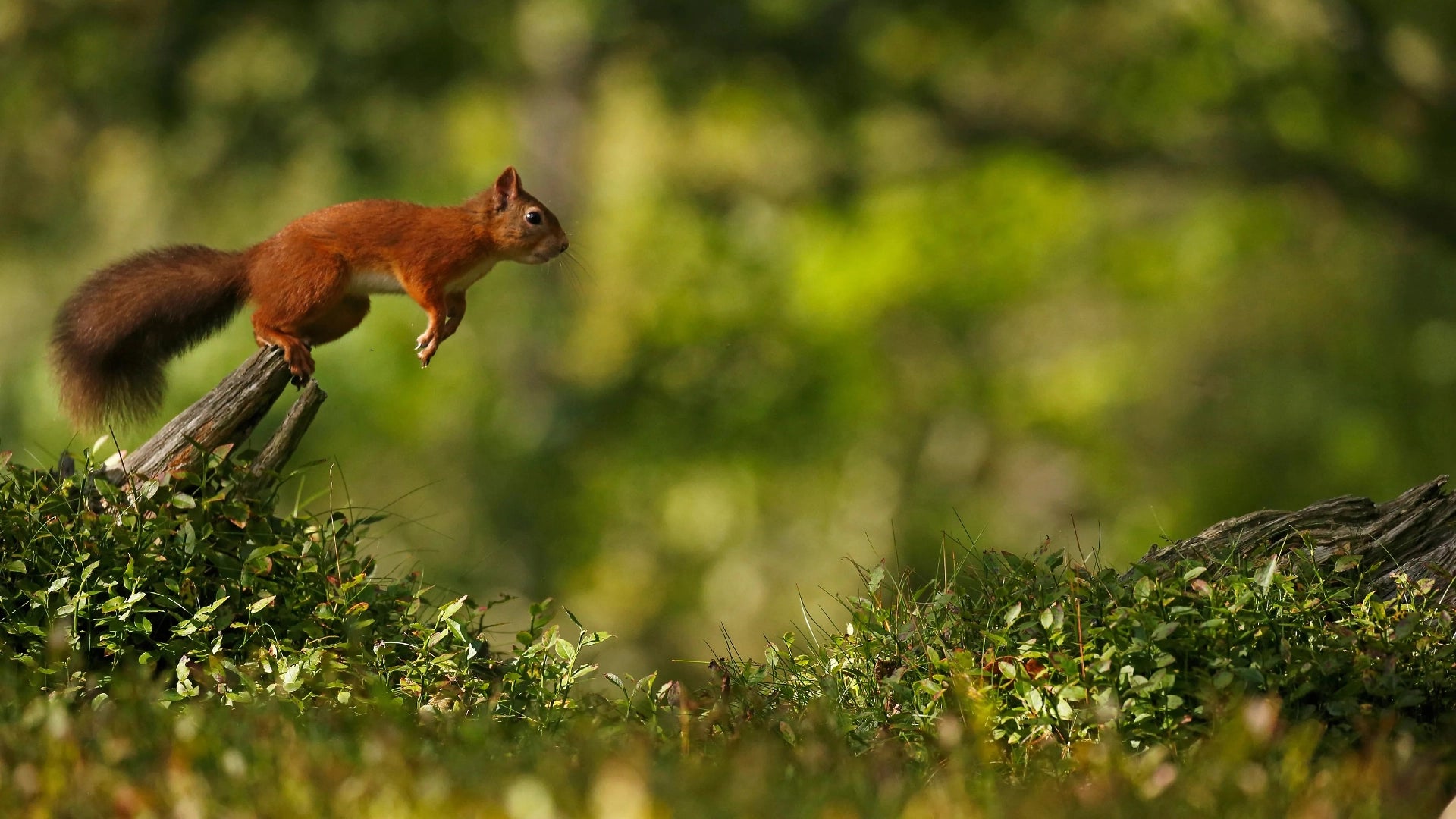 Red squirrel wandering in the wild